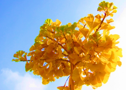 Miłorząb dwuklapowy (Gingko biloba) 